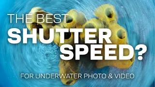 What Is The Best Shutter Speed For Underwater Photography & Video? #underwaterphotography