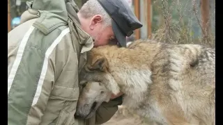Лесник подкармливал волчицу. Через месяц она пришла благодарить его не сама