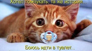 Смешные картинки про кошек и котят Выпуск № 26  FUNNY CATS СМЕШНЫЕ КОШКИ