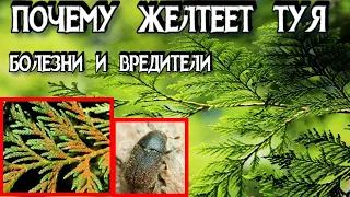 БОЛЕЗНИ и ВРЕДИТЕЛИ ТУИ - Почему Желтеет Туя - Как Вылечить Тую