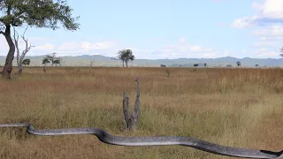 BLACK MAMBA (KOBOKO) NYOKA TISHIO