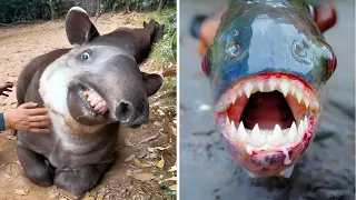 Top 10 Bizarre Animals Found in BRAZIL | 1 Minute Animals