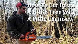 How To Cut Down A Huge Tree With A Little Chainsaw