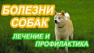 Болезни у наших питомцев. Как лечить? Что делать если собака хромает?