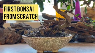 First experience in bonsai. How to make a pot yourself