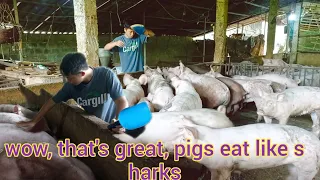 wow. that's amazing, so many hungry pigs fighting over each other to eat like SHARKS