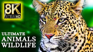 Ultimate African Wildlife 8K ULTRA HD - Wildlife & Animals Relaxing Music