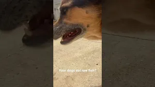 Dogs eating some fish caught of the ocean beach pier in San Diego. #rawfeddog #rawdogfood #rawdiet