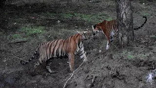 Kabini Tiger Mating Pair