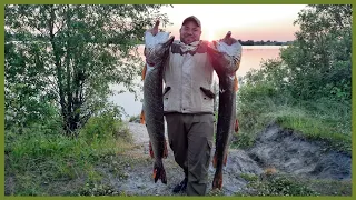 Подводная охота. Живём в доме на колёсах. Жарим судака и печень налима.