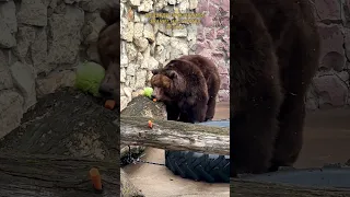 Как понять, что наступила весна? Медведи проснулись и сразу…😋🐻