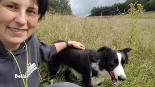 All you need to know about Border Collies