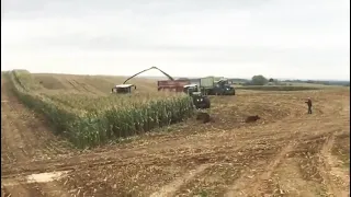 Wild boars in a corn field