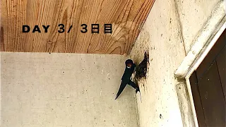 ツバメの巣作り密着24時 3日目/Swallows are building their nest24h/DAY 3