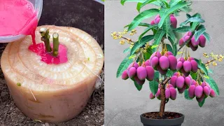 Great idea to propagate mango tree in banana tree to get fast fruit | Grafting Mango Tree