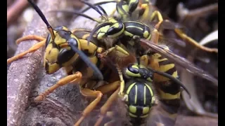 Yellow Jacket Orgy Ends in Death!