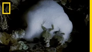 Frog Love Foam | National Geographic