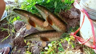 Creative Man Makes  fish Trap Using Electric raditional Fishing in Cambodia