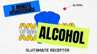 2-Minute Neuroscience: Alcohol