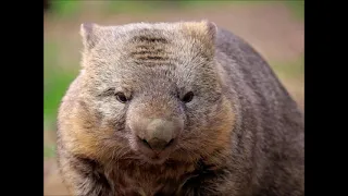 Wombat Movie