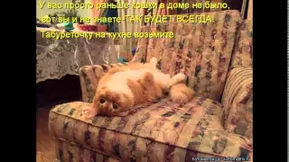 Котоматрицы