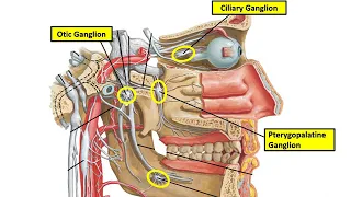 Understanding the Parasympathetic Ganglia of Head & Neck