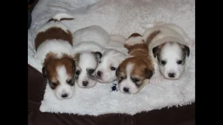 Coton de Tulear Puppies For Sale - Jolie 7/20/20