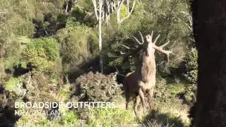 Monster Roaring Red Stag Close Encounter, Roar 2016, New Zealand