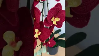 Finally after long journey to crochet this orchid ☺️