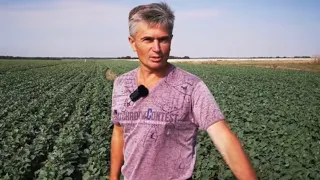 No-till практика. Олександр Васильєв з Нового Буга.