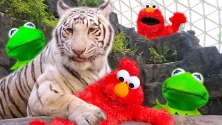 Kermit the Frog and Elmo play Hide and Seek at the Zoo!