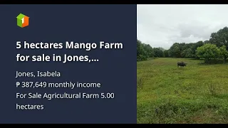 5 hectares Mango Farm for sale in Jones, Isabela