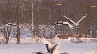 Журавли Руслан Агоев