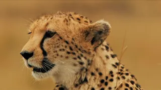 “Serengeti – Das Abenteuer”, Making-of des Kinofilms, Doclights 2011, 43 Min, Ausschnitt 1