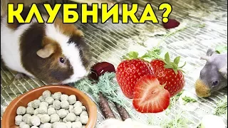 КЛУБНИКА и ЧЕРЕШНЯ / Морские свинки делают свой выбор...