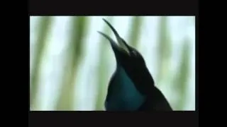 AMAZING DUBSTEP BIRDS OF PARADISE[HD720] NOISIA - ALPHA CENTUARI(EXCISION & DATSIK DUBSTEPREMIX)