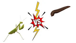 Praying Mantis vs Leech