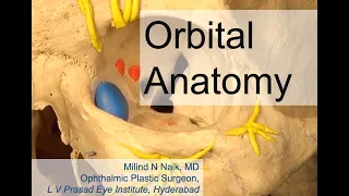 Orbital Anatomy