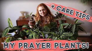 Prayer Plant Care + Collection! | Calathea | Maranta | Stromanthe