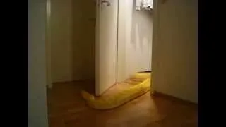 Удав открывает дверь ванной
