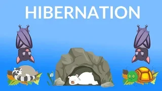 Hibernation of Animals | Why do Animals Hibernate | Hibernating Animals for kids