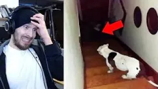 Cats and Dogs That Saw Something Their Owners Couldn't See 2 Reaction!