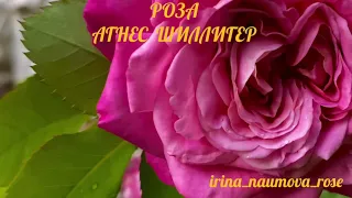 Роза Агнес  Шиллигер