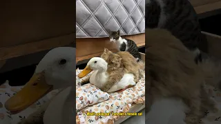 cats treat ducks as female cats😂. Cute and funny (Click to watch the full version)