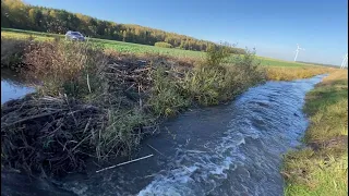 BEAVER DAM REMOVAL | HUGE CURRENT!