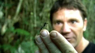 World's Biggest Ant! | Bullet Ant | Deadly 60 | BBC Earth