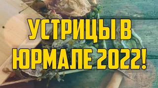 УСТРИЦЫ В ЮРМАЛЕ 2022! | КРИМИНАЛЬНАЯ ЛАТВИЯ