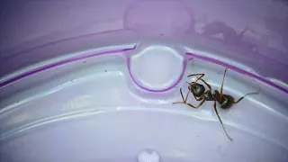 the ant drinks sugar water and washes itself