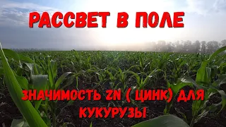 Внекорневая подкормка КУКУРУЗЫ Росагротрейд КСС (5290) / Полевые  РАБОТЫ / Подкормка по Листьям.