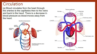 Circulation